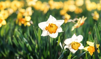 Copyright:  Sole D'Alessandro G./Unsplash