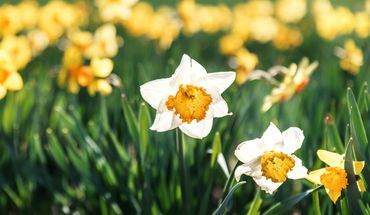 Copyright:  Sole D'Alessandro G./Unsplash