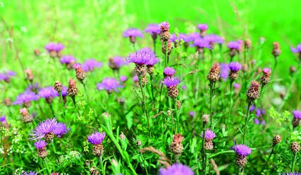 Lila Wiesenblumen vor grünem Hintergrund - Copyright: congerdesign