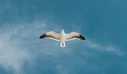 Vogel - Copyright: Unsplash