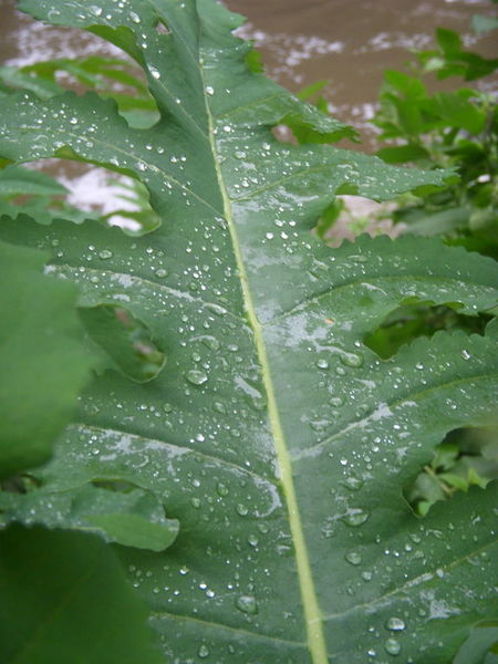 - Copyright: Pixabay Grünes Blatt mitb Wassertropfen - Copyright: Pixabay