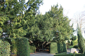 800 Jahre alte Eibe auf dem Ochsenwerder Friedhof