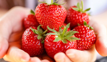Frische Erdbeeren – auch das kann ein letzter Wunsch sein - Copyright: aiaikawa/fotolia