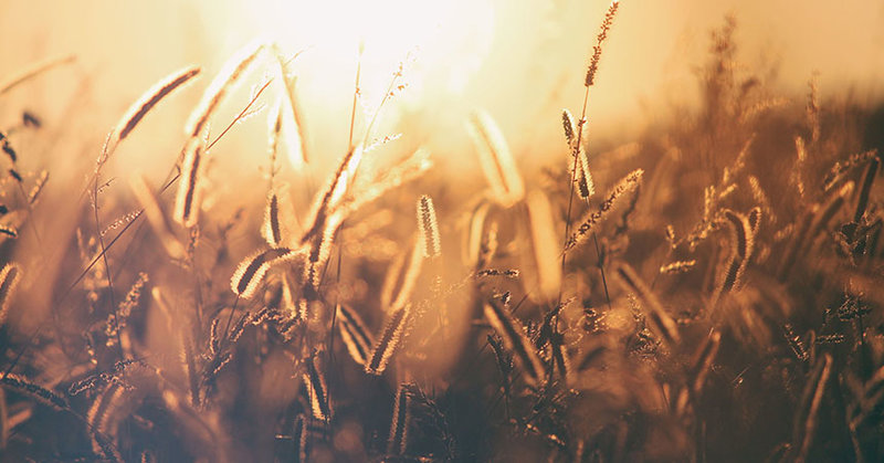 Getreide in der Sonne