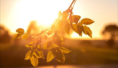 Rosenzweig im Sonnenlicht - Copyright: Karen Diehn