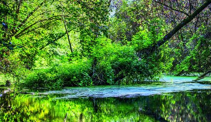 Teich, grüne Bäume und Sträucher - Copyright: Matthias Gabriel, Pixabay