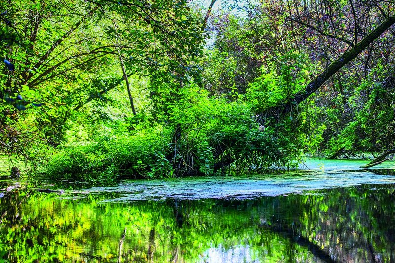 Teich, grüne Bäume und Sträucher
