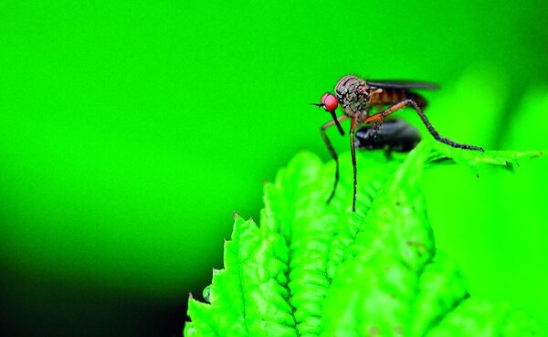 Mücke auf einem grünen Blatt - Copyright: Jürgen, pixabay