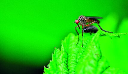 Mücke auf einem grünen Blatt - Copyright: Jürgen, pixabay