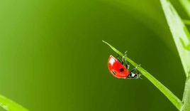 In Gott sien Hann - Copyright: fotomaximum / fotolia.de