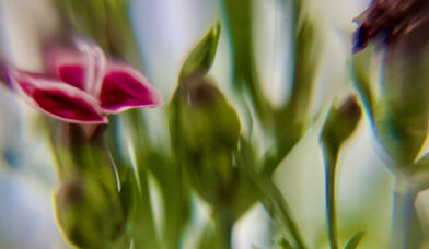 Copyright: Tony Mitchell