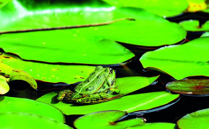 Ein grüner Frosch auf Seerosenblättern