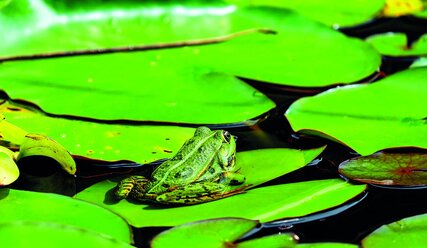 Ein grüner Frosch auf Seerosenblättern - Copyright: Couleur, pixabay