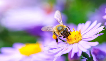 Copyright: miroslavmisiura/fotolia