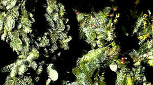 Adventskränze selber machen auf dem Appener Schäferhof  Foto: Sabine Pfeiffer-Petersen - Copyright: Sabine Pfeiffer-Petersen