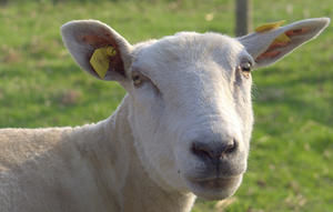 Patent auf Tiere die gen-manipulierte Pflanzen essen?