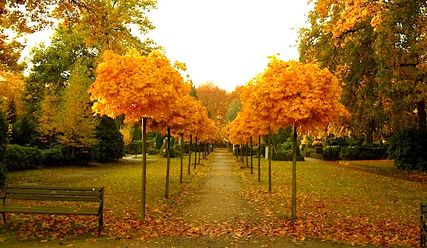 Copyright: Michaela Szymanski/Friedhof Groß Flottbek
