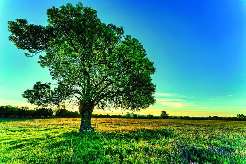 Großer Baum in einer grünen Landschaft bei Sonenuntergang