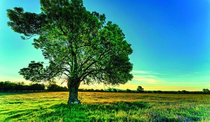 Großer Baum in einer grünen Landschaft bei Sonenuntergang - Copyright: Ramon Perucho, Pixabay