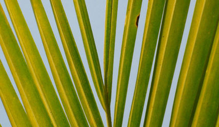 Die Palme gebührt dem Sieger - diese Bedeutung wollte der Evangelist Johannes Jesus verleihen - Copyright: fotolia