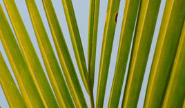 Die Palme gebührt dem Sieger - diese Bedeutung wollte der Evangelist Johannes Jesus verleihen - Copyright: fotolia