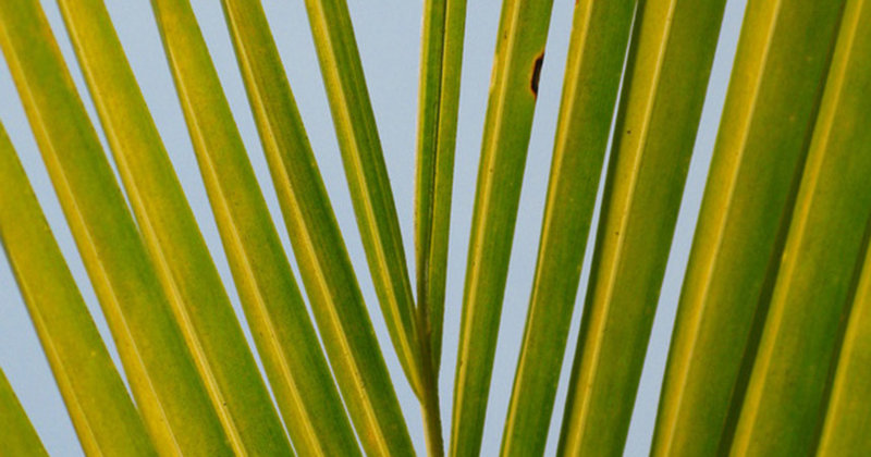 Die Palme gebührt dem Sieger - diese Bedeutung wollte der Evangelist Johannes Jesus verleihen