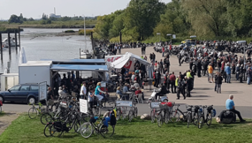Zaungäste am Deich