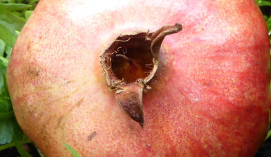 Granatapfel - Copyright: Irmgard Busemann