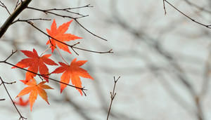 Copyright: Nobuhama55, iStockphoto