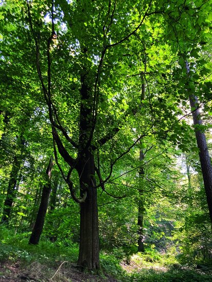 Wald