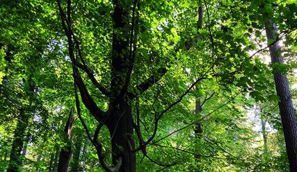 Wald - Copyright: Inga Hillig-Stoeven