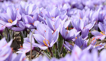 Krokusse im Frühling - © Unsplash - Copyright: Mohammad Amiri, Unsplash