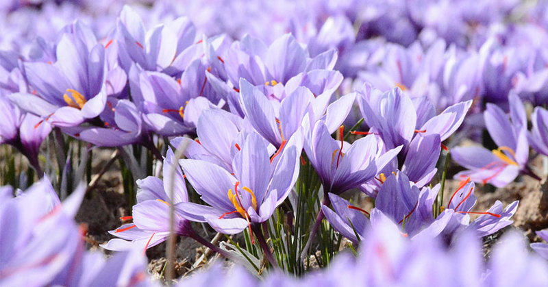 Krokusse im Frühling - © Unsplash