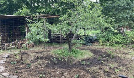 Obstbaum im Garten - Copyright: Frauenwerk HH-West