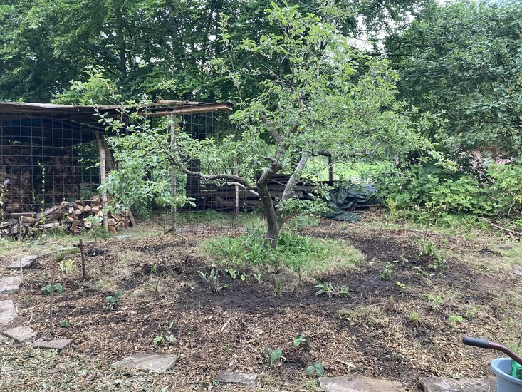 Obstbaum im Garten