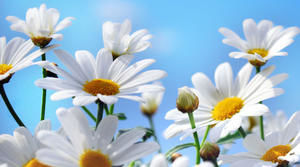 Copyright: Monia - Fotolia.com