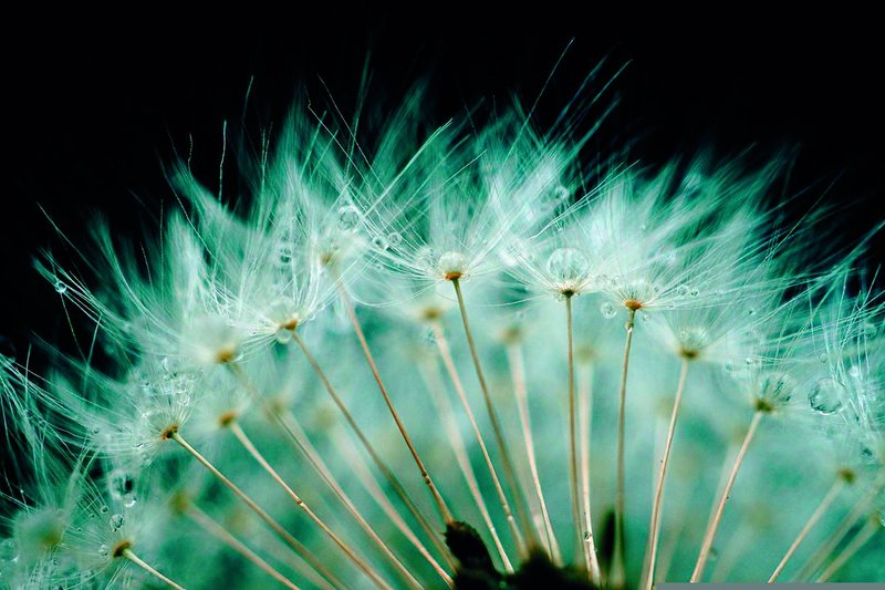 Dolde einer Pusteblume von unten