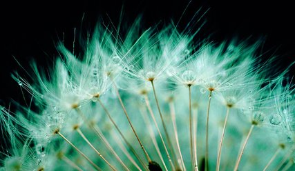 Dolde einer Pusteblume von unten - Copyright: Pixabay