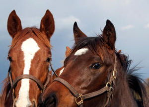 Copyright: lillisphotography, iStockphoto