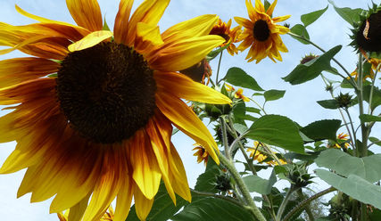 Sonnenfülle - Copyright: Sabine Henning/kirche-hamburg.de