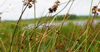 Das Himmelmoor ist ein Paradies für Weidenjungfer (Foto) und Königslibelle, Wachtelkönig und Kranich - Copyright: Sabine Henning
