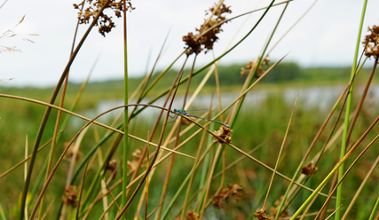 Das Himmelmoor ist ein Paradies für Weidenjungfer (Foto) und Königslibelle, Wachtelkönig und Kranich - Copyright: Sabine Henning