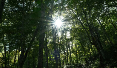 Wald - Copyright: pixaby