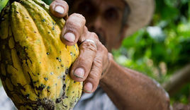 Fair Trade ist für viele Produzenten, wie diesen Kakao-Bauer, die einzige Chance, einen guten Preis für ihre Ware zu erhalten. - Copyright: © Creative Commons CC0