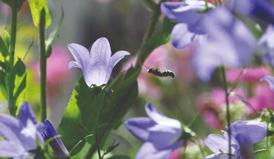 Copyright: Steffi Binder