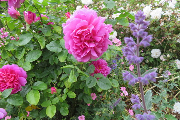 Blumen - Copyright: Simone Vollstädt