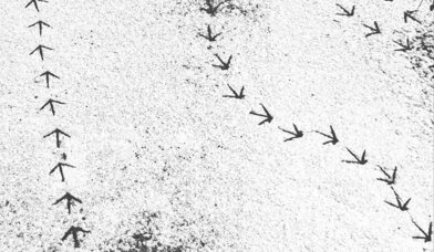 Vogelspuren im Schnee - Copyright: Martin Graf