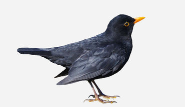 Copyright: fotolia