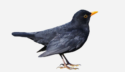 Die Amsel – in vielen Hamburger Gärten und Parks zuhause - Copyright: fotolia