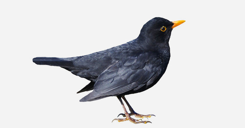Die Amsel – in vielen Hamburger Gärten und Parks zuhause